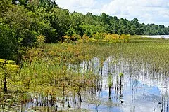 Lake Waccamaw State Park (Near Whiteville)