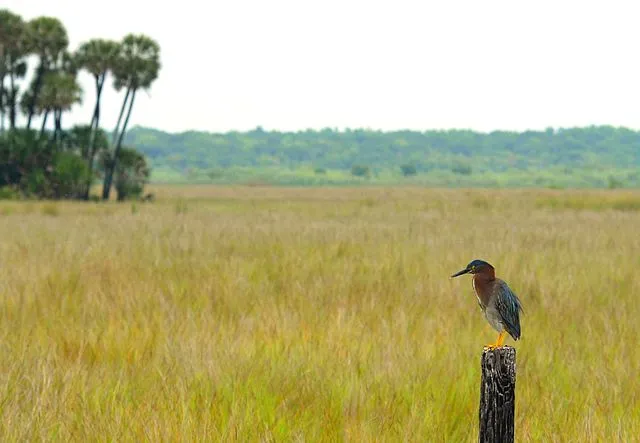 Lake Woodruff National Wildlife Refuge