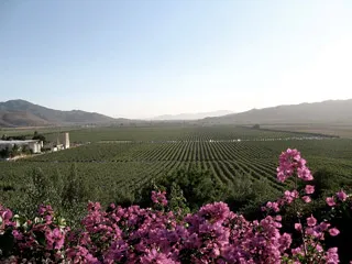 Las Nubes Bodega y Viñedos