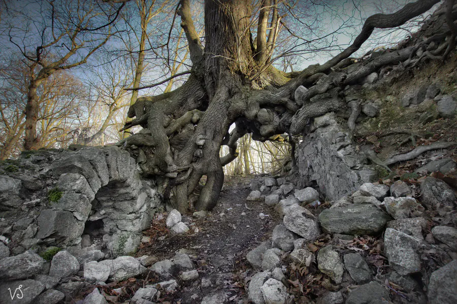 Lauenburger Rufer