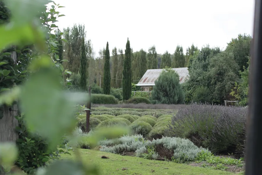 Lavandula Swiss Italian Farm