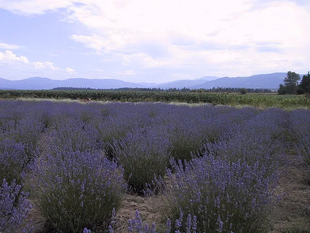 Lavender Farms of Sequim