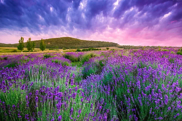 Lavender Festival (seasonal)