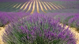 Lavender Fields (Los Remedios Lavender Farm)