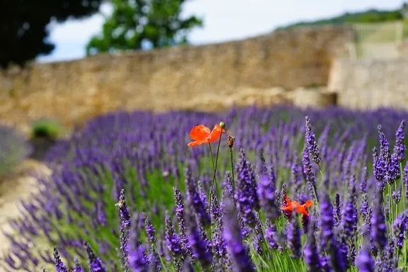 Lavender Fields (seasonal)
