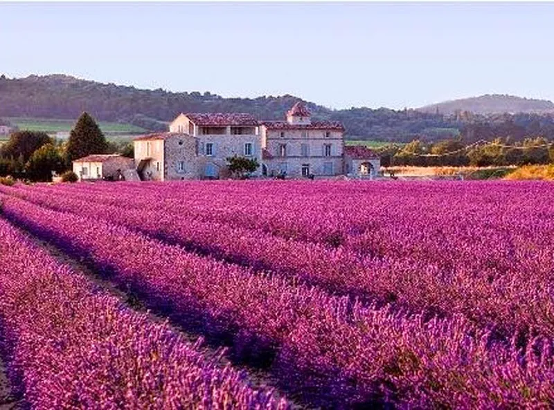 Lavender Fields near Riez