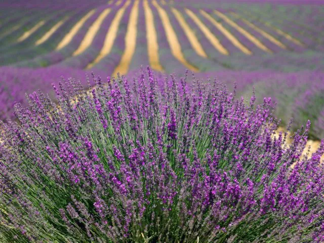 Lavender Fields of Brihuega