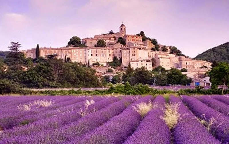 Lavender Fields of Sault