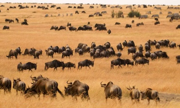 Lemek Conservancy