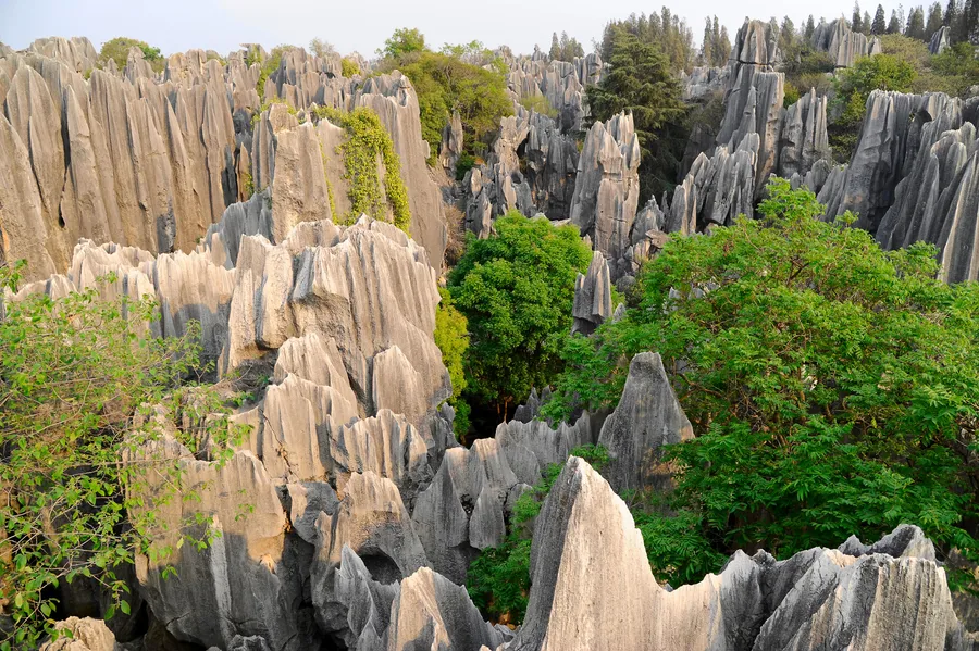 Lesser Stone Forest