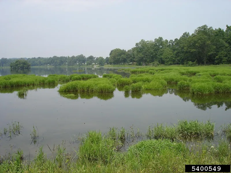 Lettuce Lake Conservation Park