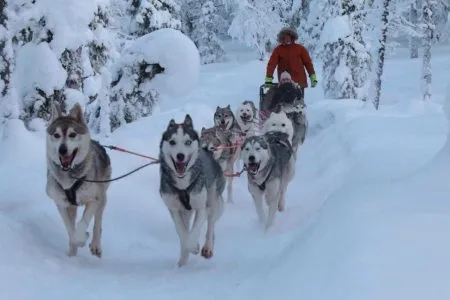 Levi Huskypark