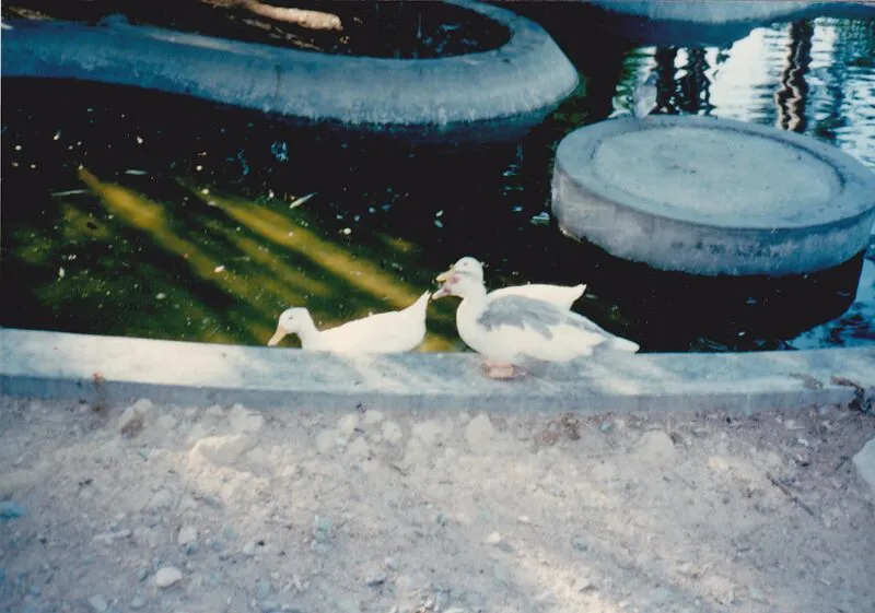 Limassol Municipal Gardens