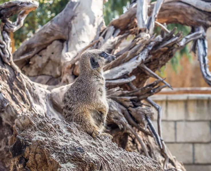 Limassol Zoo