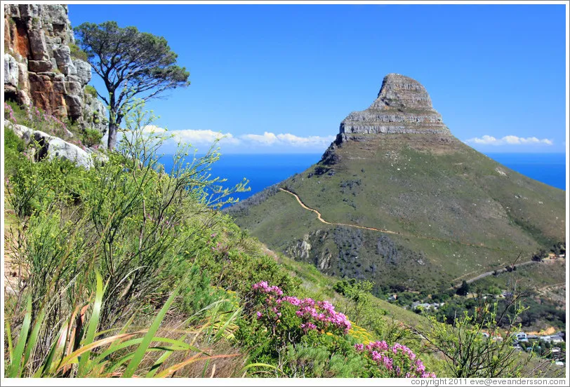 Lion's Head