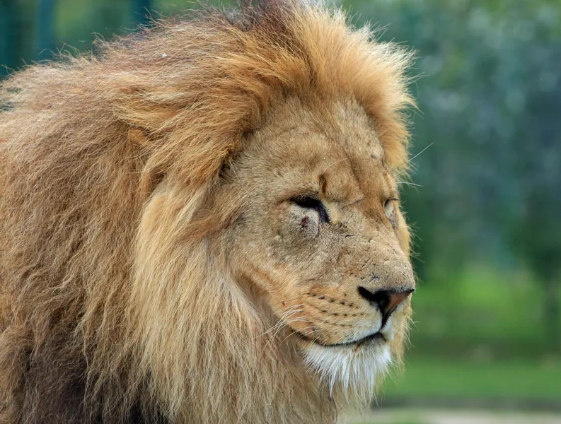 Lion's Head Nature Reserve