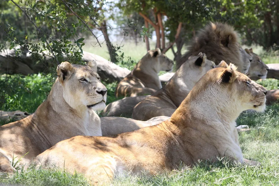 Lion Park