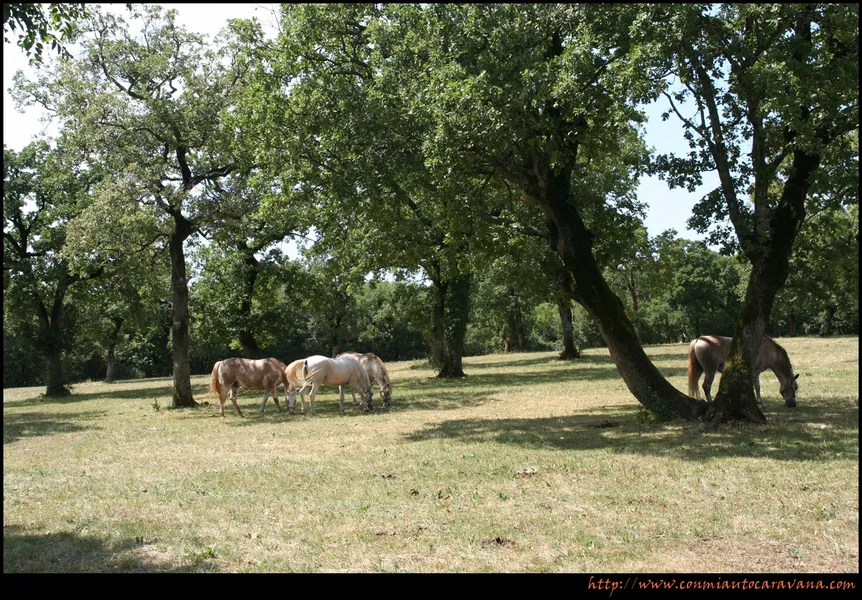 Lipica Park