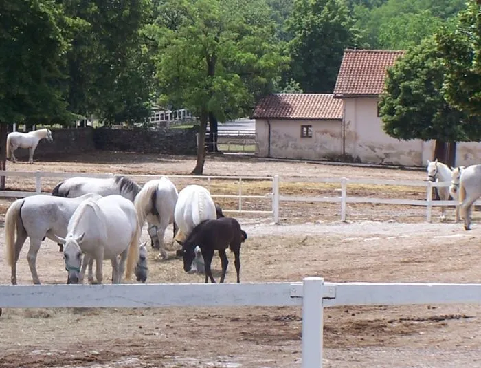 Lipica Stud Farm