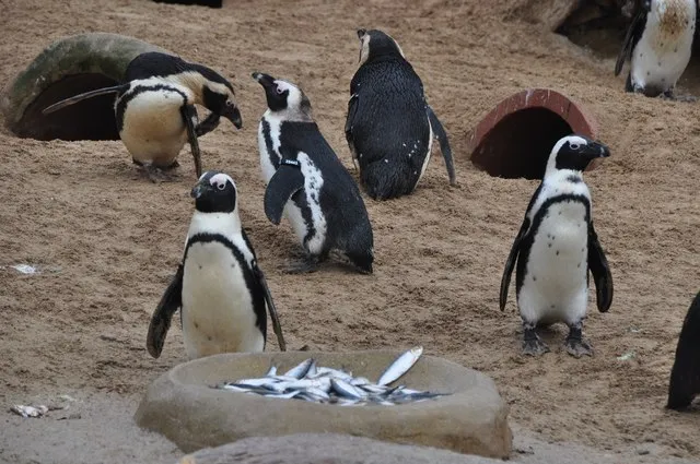 Living Coasts
