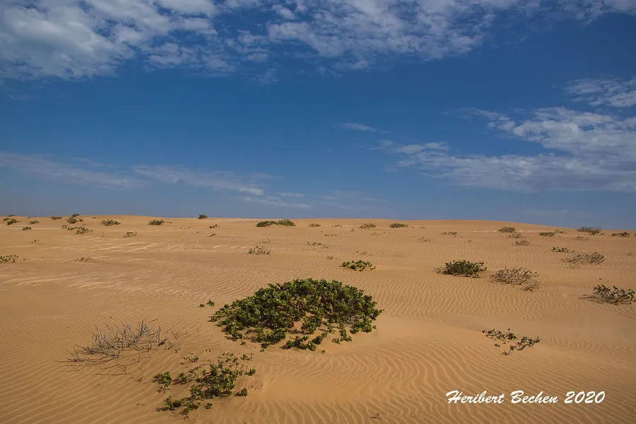 Living Desert Adventures
