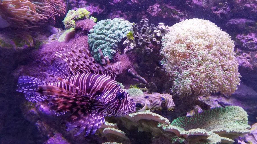 Living Planet Aquarium