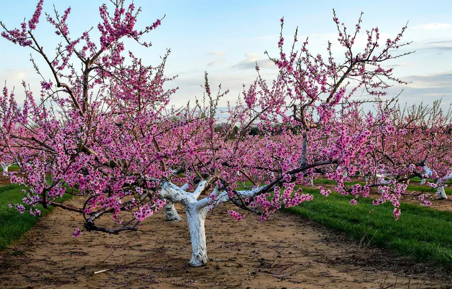 Local Fruit Orchard