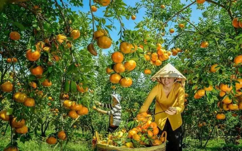 Local Fruit Orchards