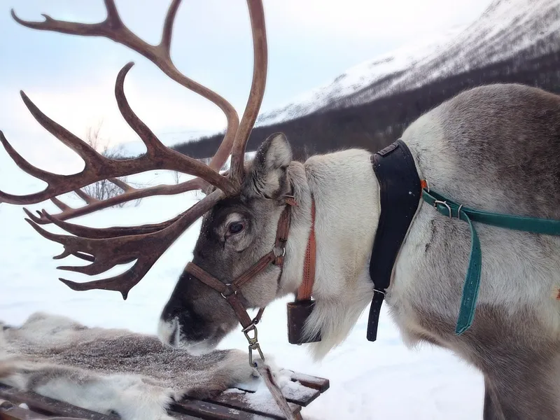 Local Reindeer Farms