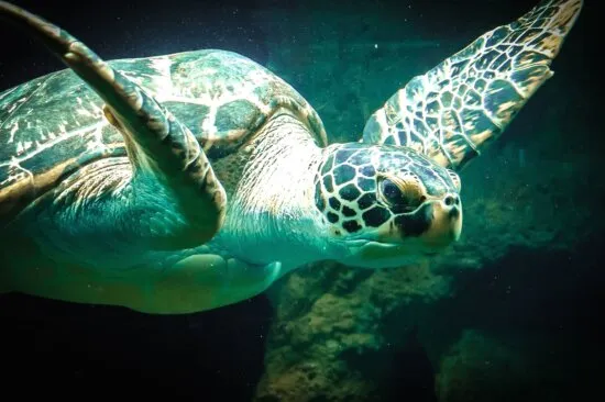 Loggerhead Marinelife Center