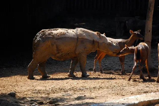 Lok Kawi Wildlife Park