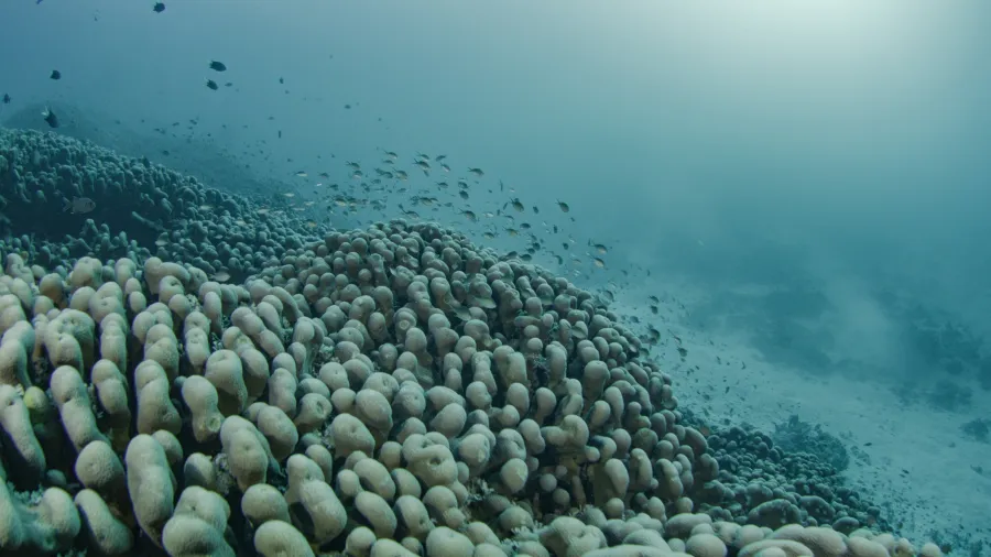 Lolong Island Coral Reefs