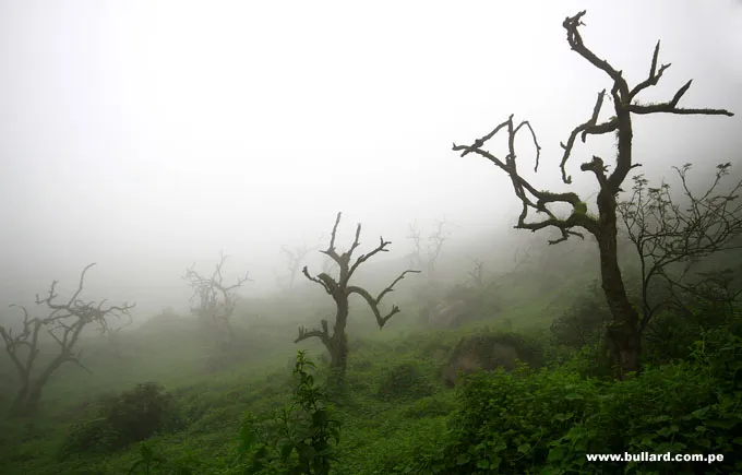 Lomas de Lachay National Reserve