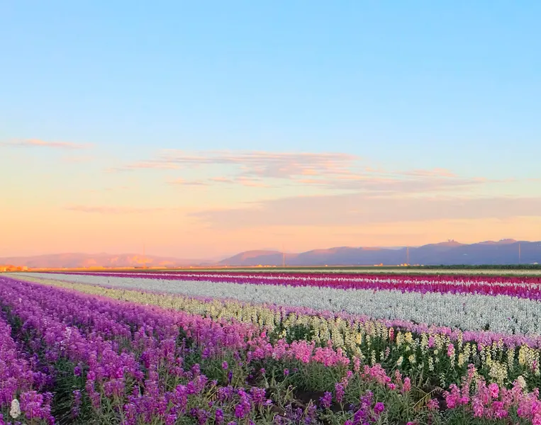 Lompoc Flower Fields