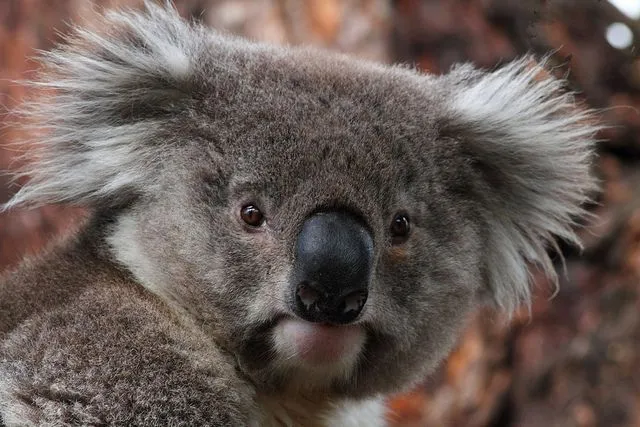 Lone Pine Koala Sanctuary