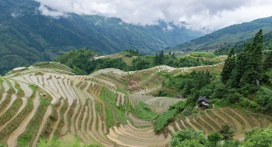 Longji Rice Terraces (Dragon's Backbone Rice Terraces)