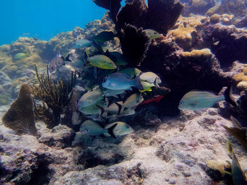 Looe Key Marine Sanctuary