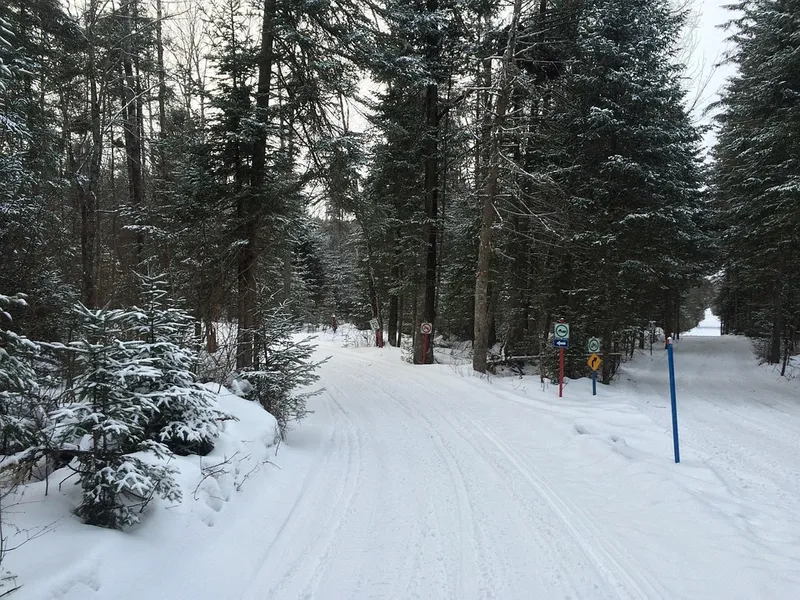 Loree Forest