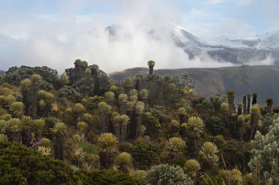 Los Nevados National Natural Park