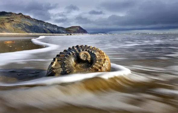 Lyme Regis Fossil Beach