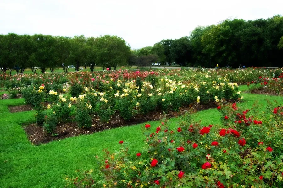 Lyndale Park Rose Garden