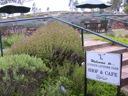 Lyndoch Lavender Farm and Cafe