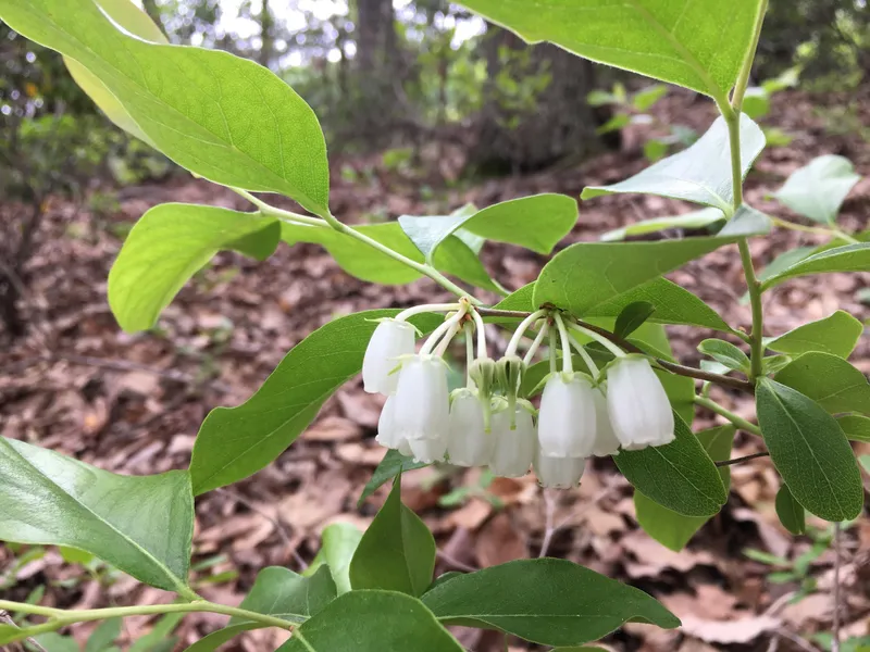 Lyonia Preserve