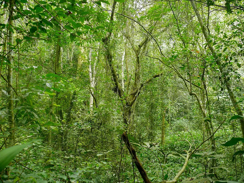 Mabira Forest