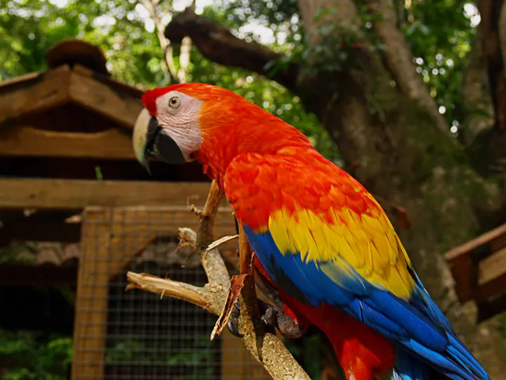 Macaw Mountain Bird Park & Nature Reserve