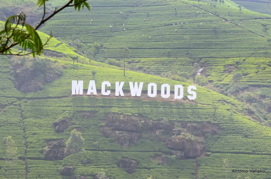 Mackwoods Labookellie Tea Centre