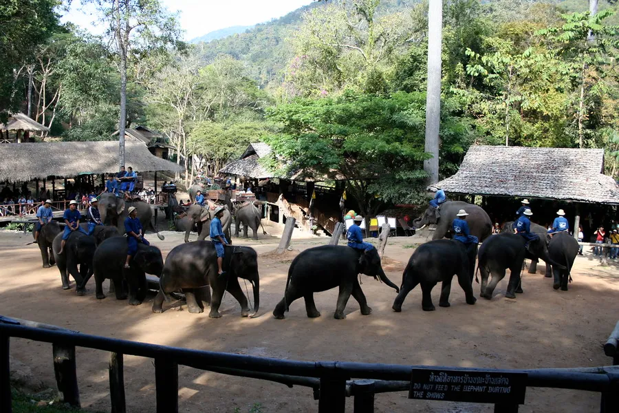 Maesa Elephant Camp