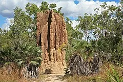 Magnetic Termite Mounds