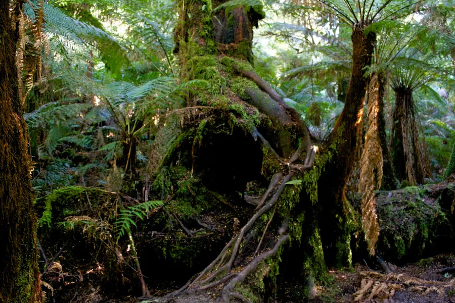 Maits Rest Rainforest Walk