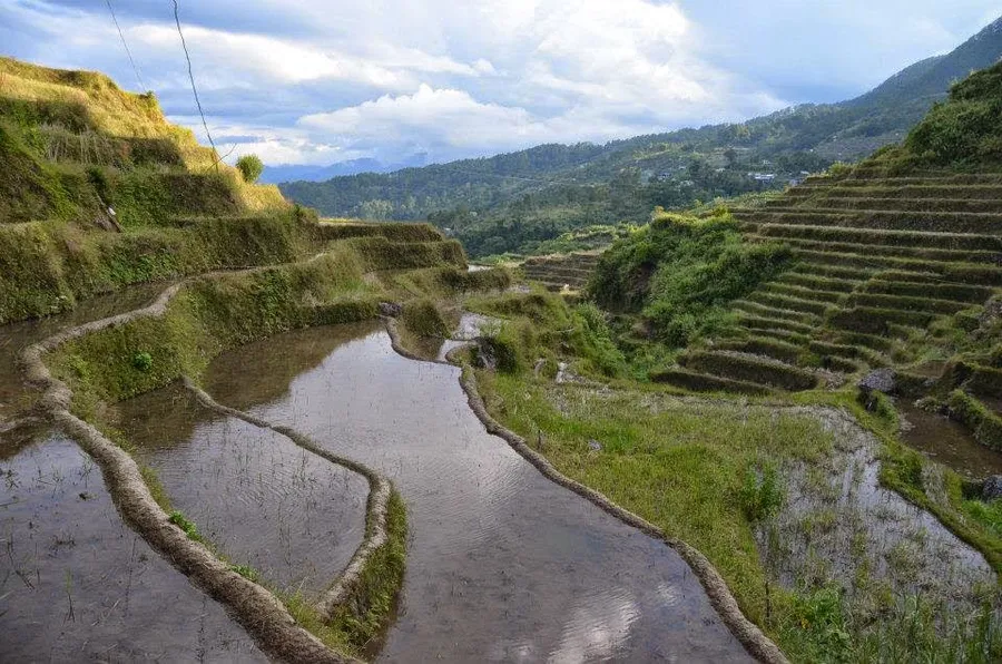 Maligcong Rice Terraces